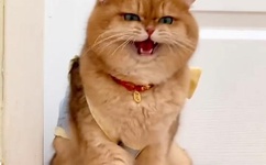 日产精品乱码卡一卡2卡三入口